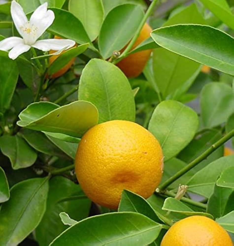 80pcs Calamansi Fruit Seeds for Planting, Fresh Citrus Seeds for Home Garden, Outdoor, and Greenhouse Cultivation