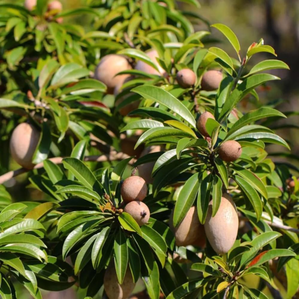 Sapodilla Tree Live Plant for Growing 2 to 3 Feet Tall, in 3 Gallon Pot, Sapodilla Plant Live Outdoor, Cannot Ship to CA