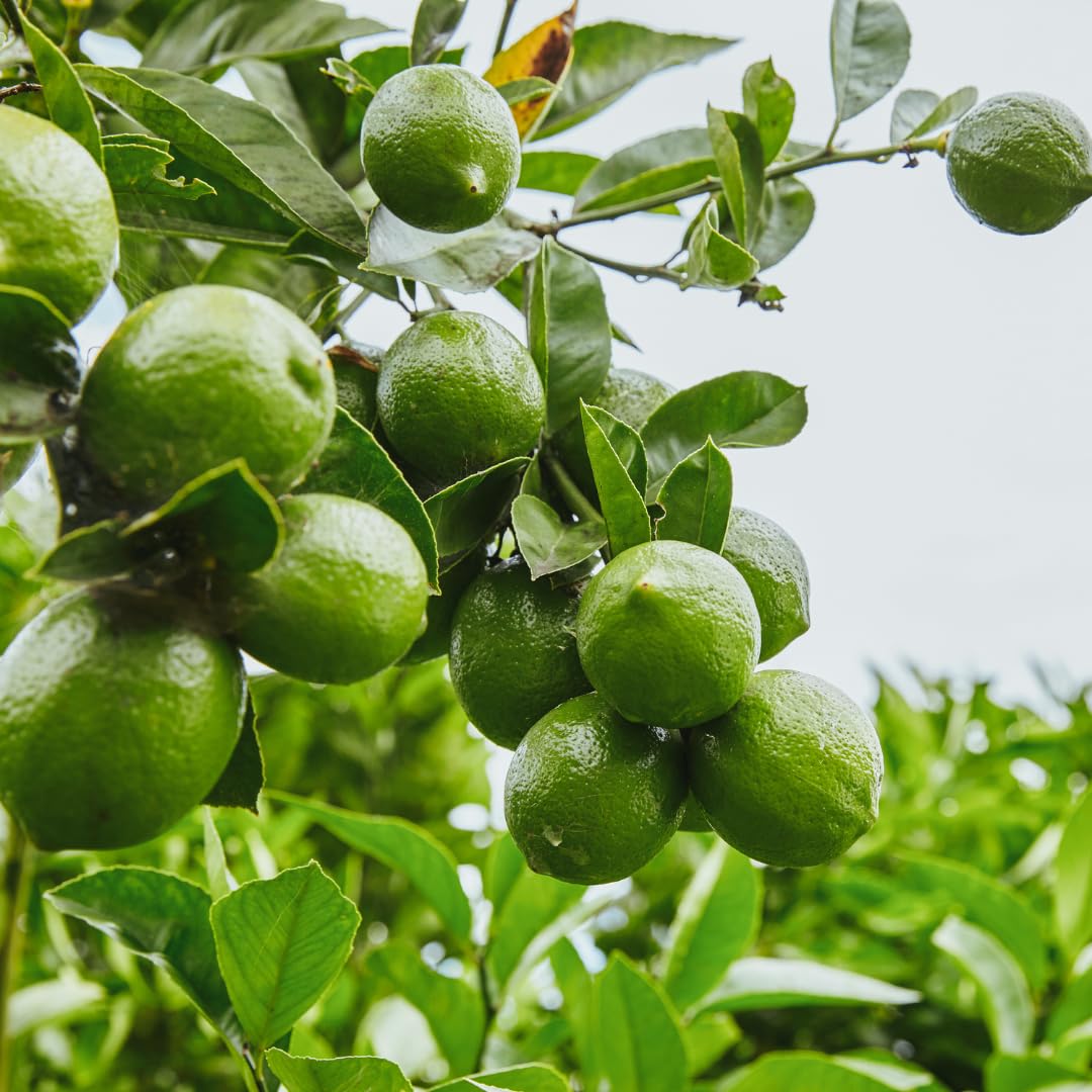 Seedless Lime Plant Live, Lime Fruit Tree, 3 Feet Tall in 5 Gallon Pot for Indoor or Outdoor