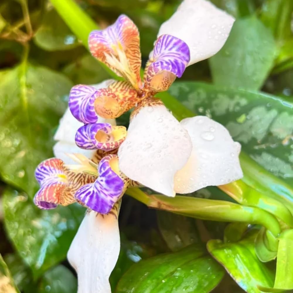 4 Iris Plants, Walking Iris Plants from 5 Inches Tall Bareroot, Purple Iris Flowering Plants