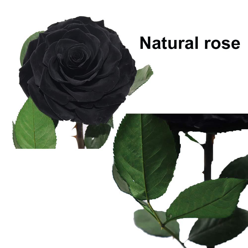 Preserved Roses Handmade Preserved Flowers in Glass Dome, Black Roses Never Withered, Birthday Gifts for Her (13 inch)