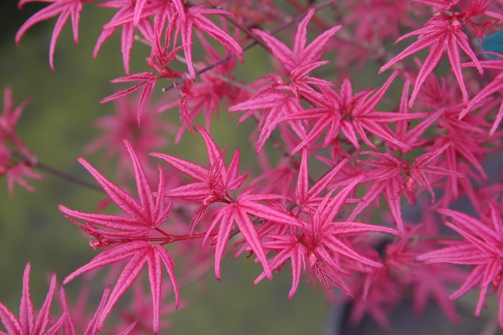 Beni Kosode Japanese Maple 1 - Year Live Tree