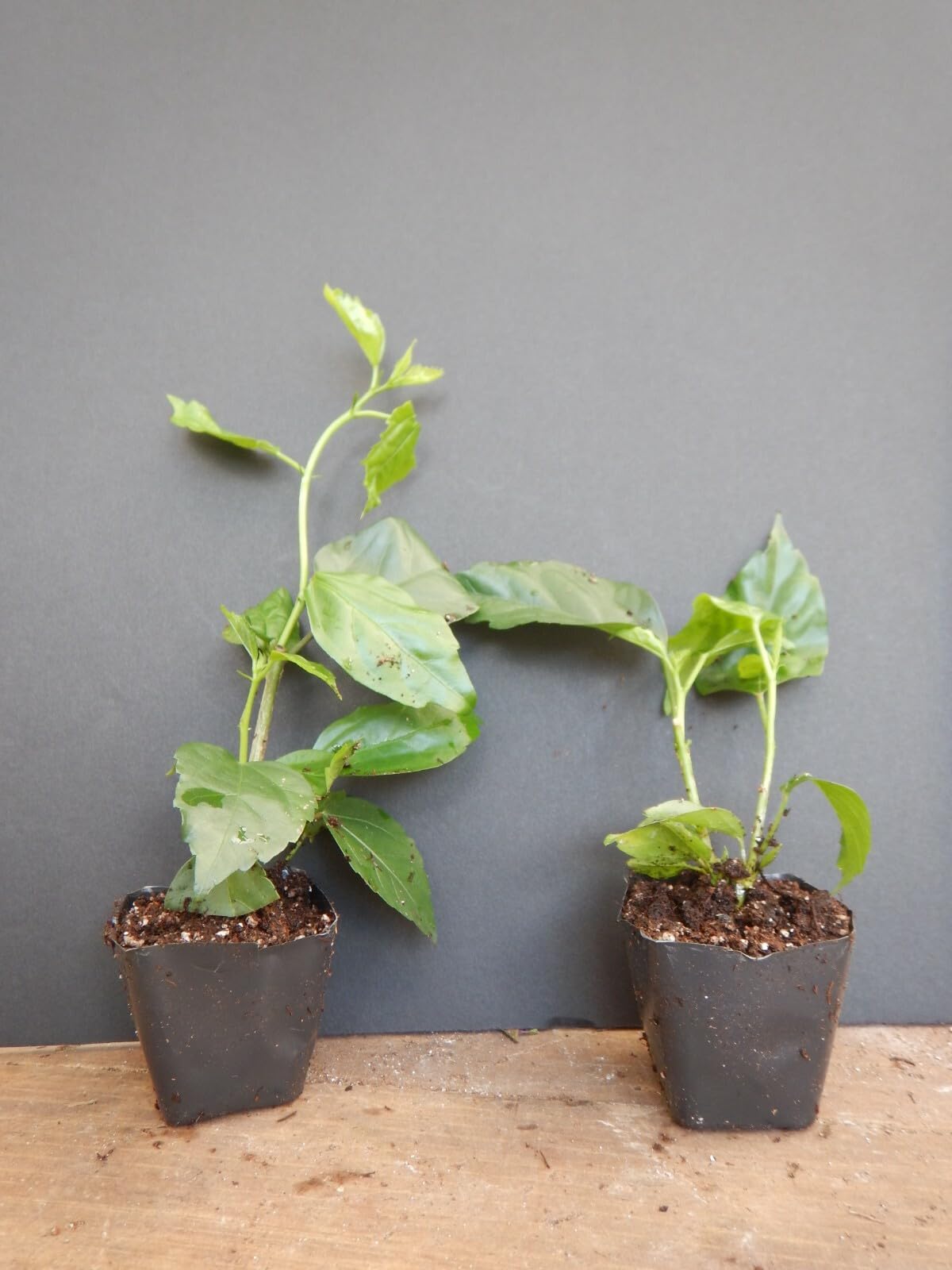 Live Plant - Peach Lion's Tail POM POM Poodle Tropical Hibiscus Plant
