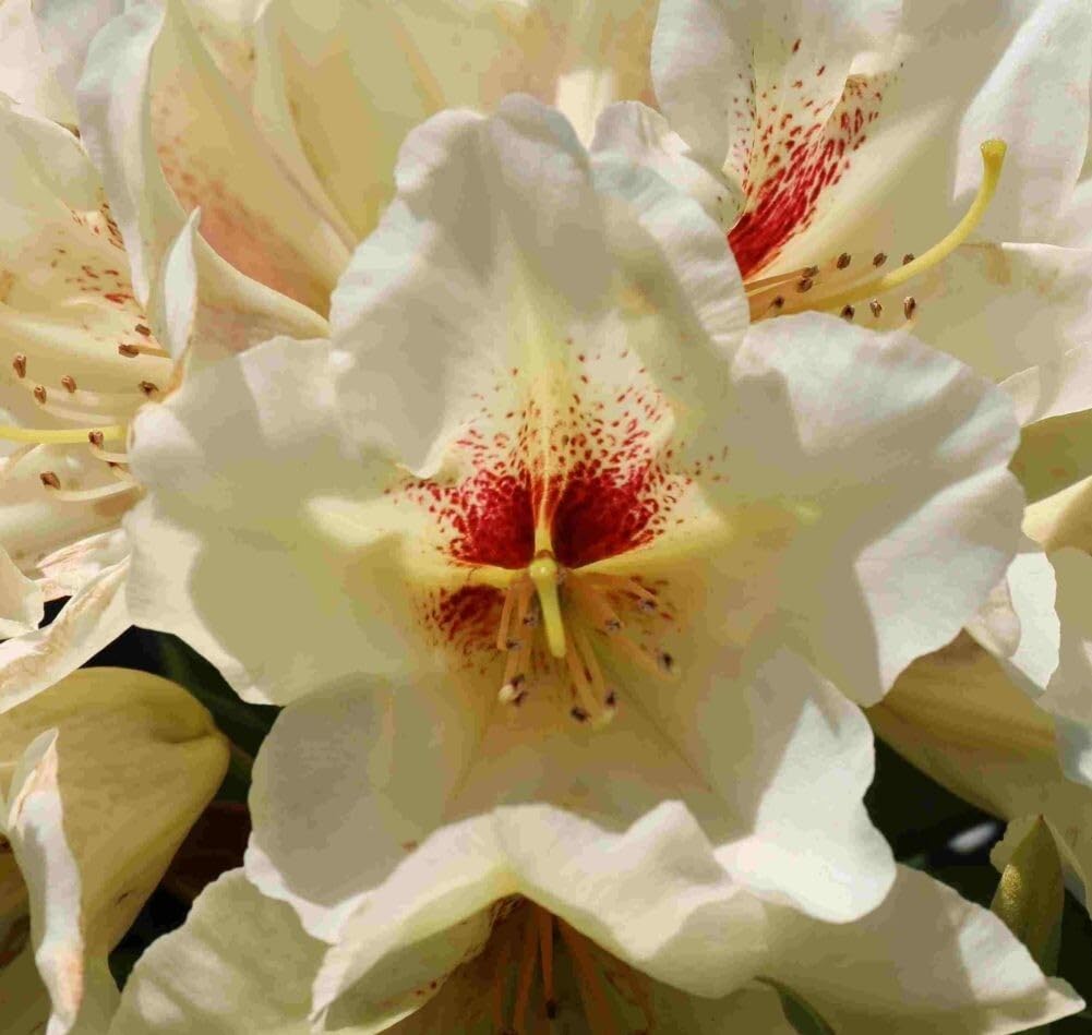 Live Plant - HOLDEN'S Solar Flair RhododendronWell Rooted Starter Plant