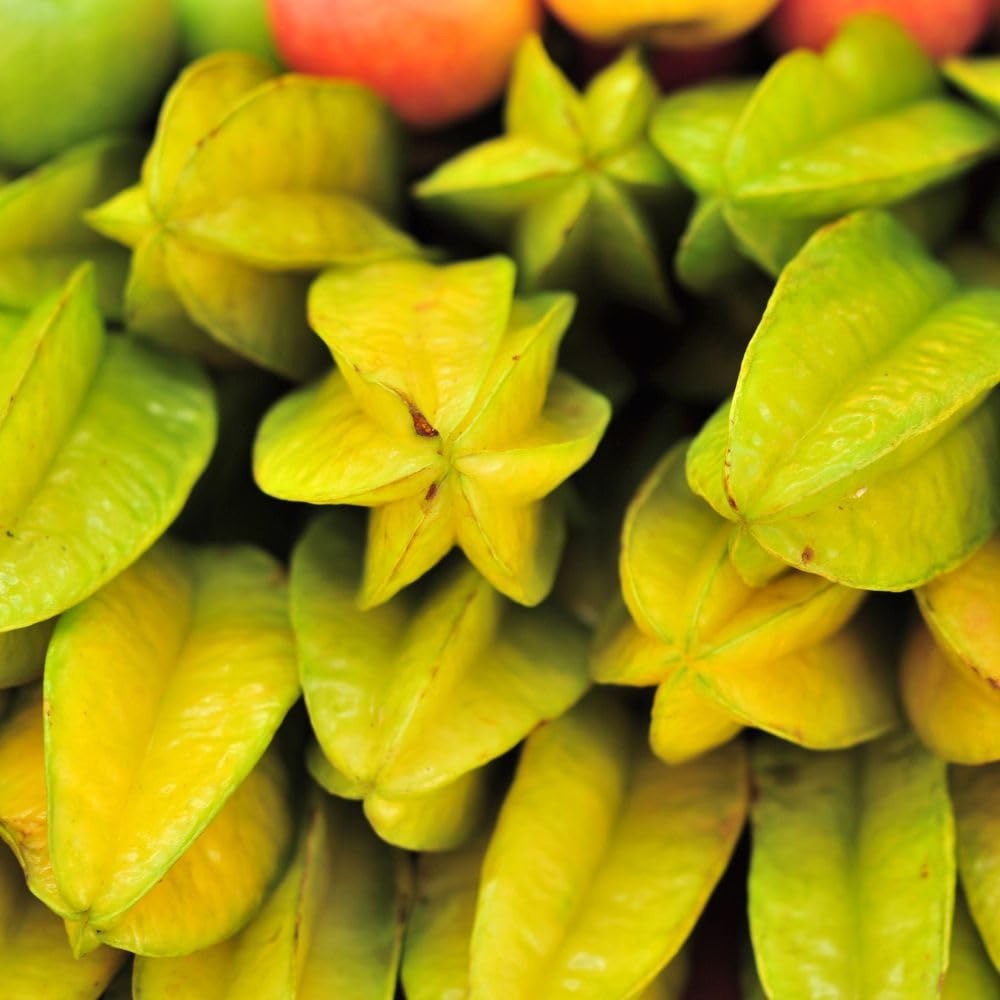Grafted Starfruit Tree Live 3 Gallon Pot, Tropical Starfruit Fruit Plant 2-3ft Tall, Sweet Star-Shaped Fruit Tree for Planting, No Ship to CA