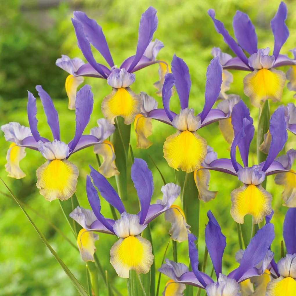Votaniki Montecito & Miss Saigon Iris Mix Bulbs - Perennial Dutch Iris, Fragrant Blooms | Spring Flowering 15x Montecito and 15x Miss Saigon Iris Bulbs - Easy to Grow (30 Pack)