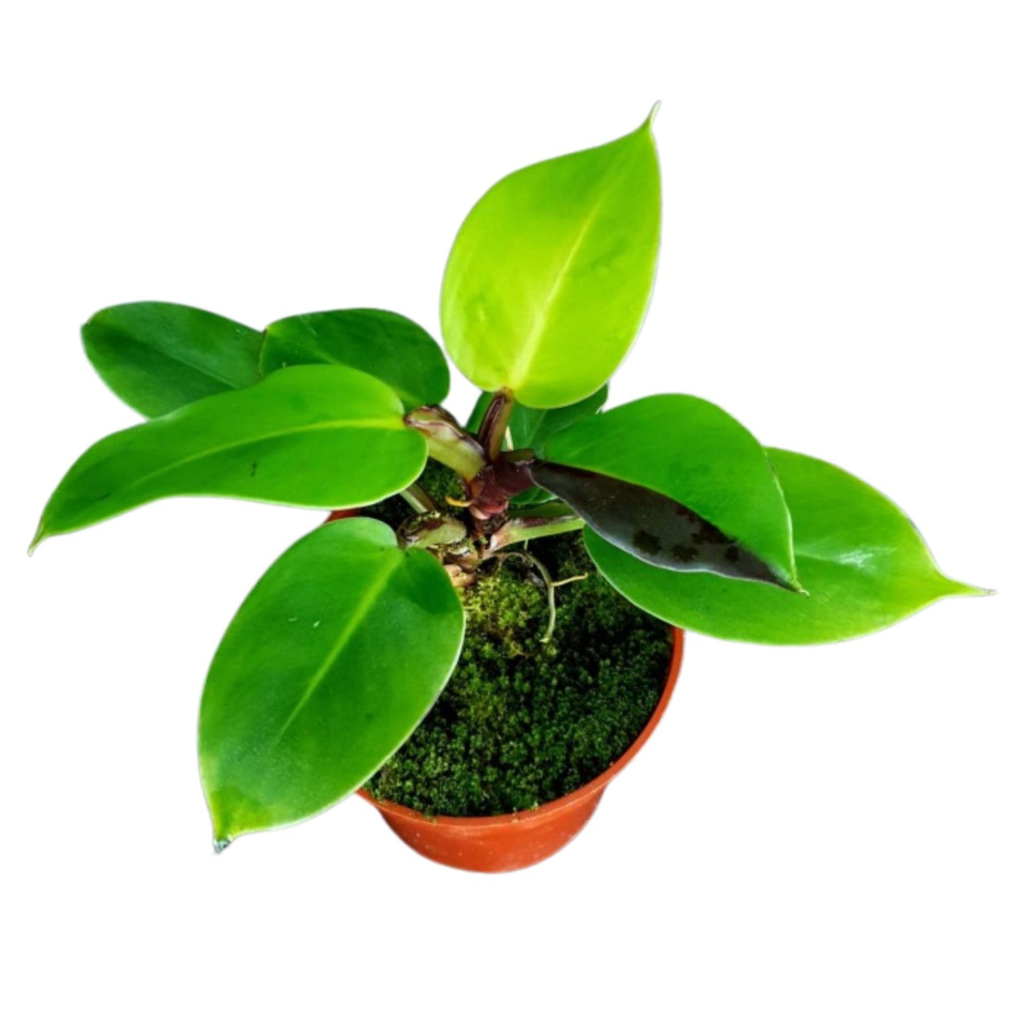 Philodendron 'Yellow Flame' – 4” Live Plant – Stunning Golden Foliage – Easy-Care Indoor Houseplant for Home or Office Décor (Heat Pack Included)