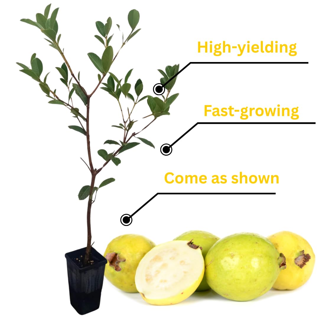 2 Rare Small Leaf Guava Trees Live Plants for Outdoor Planting, 4 to 6" Starter Plant, Fragrant and Sweet Guava, Can Train As Bonsai
