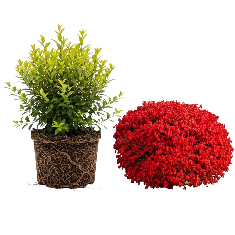 Dwarf Burning Bush Shrub Live Plant - Bare Root, Euonymus Alatus, Low Maintenance, Compact Dwarf Shrub with Brilliant Red Foliage for Garden & Landscape