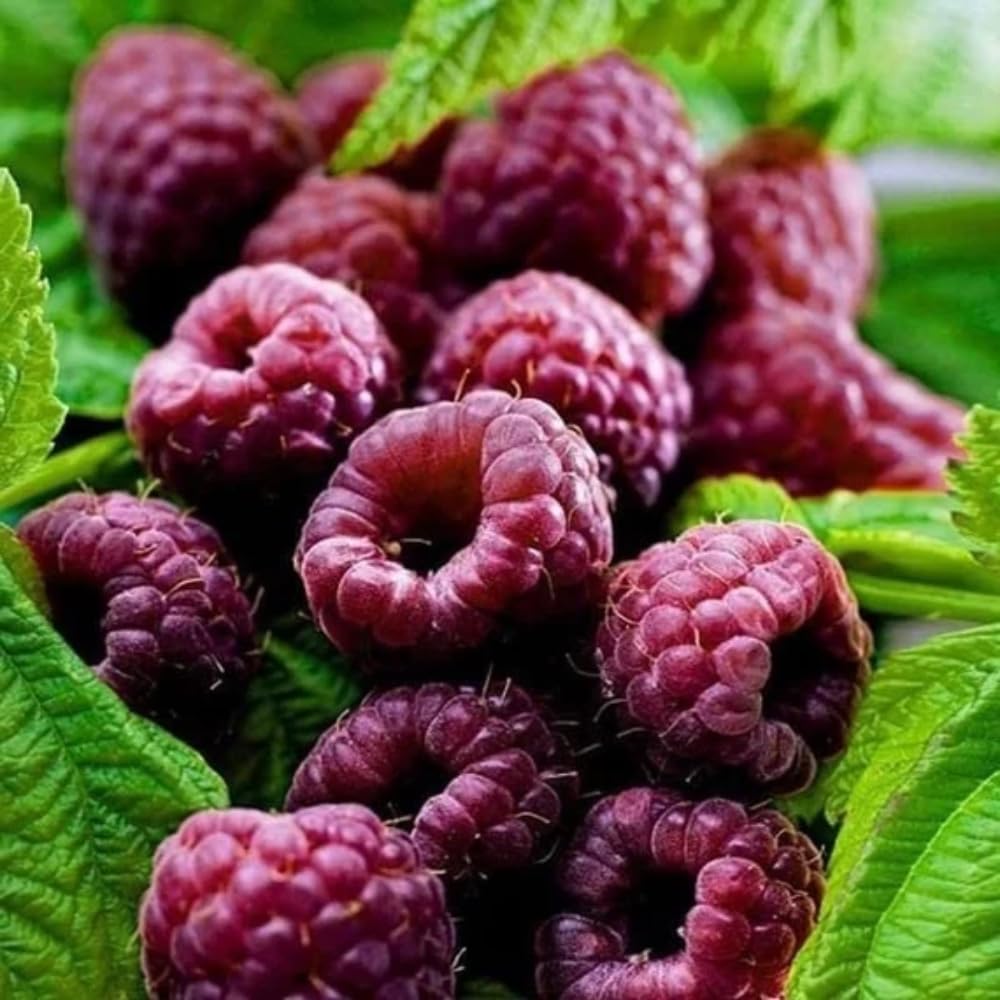 Set 4 Raspberry Plants Live 5 to 8 Inch Tall, Raspberry Bush Live Plants, Sweet Raspberries Fruit Seedlings (Mixed Raspberry)