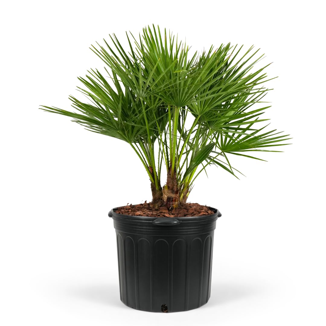 European Fan Palm Tree Multi - Chamaerops Humilis, Cold Hardy Mediterranean Palm, Drought-Tolerant Ornamental Plant for Patios, Gardens, and Landscapes (3gal Pot, 2-3ft)