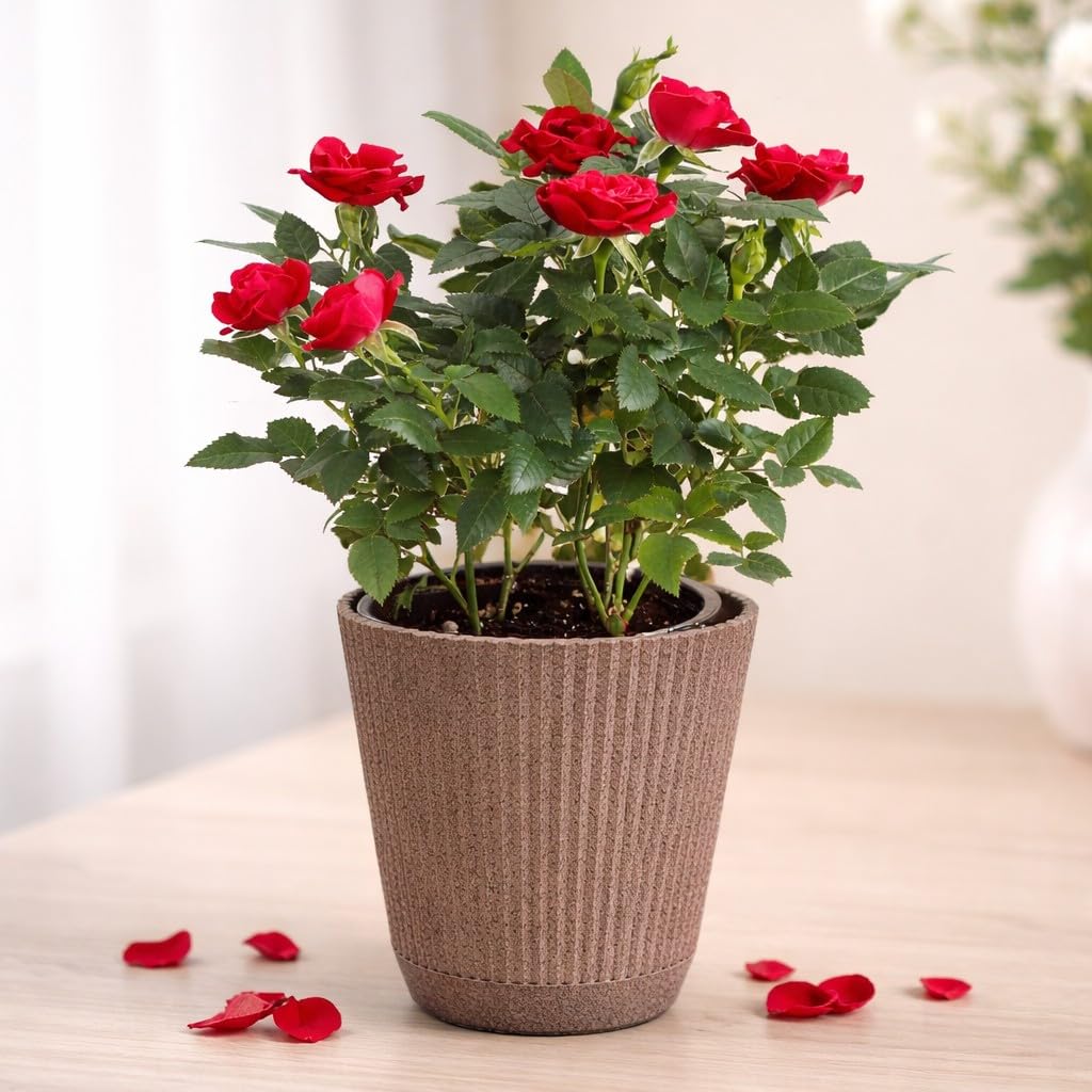 Thorsen's Greenhouse Mini Rose Bush, Spring Blooming Live Plant, Suprise Bloom Color, Gift for Mom, 4" Diameter Plant (Coffee)