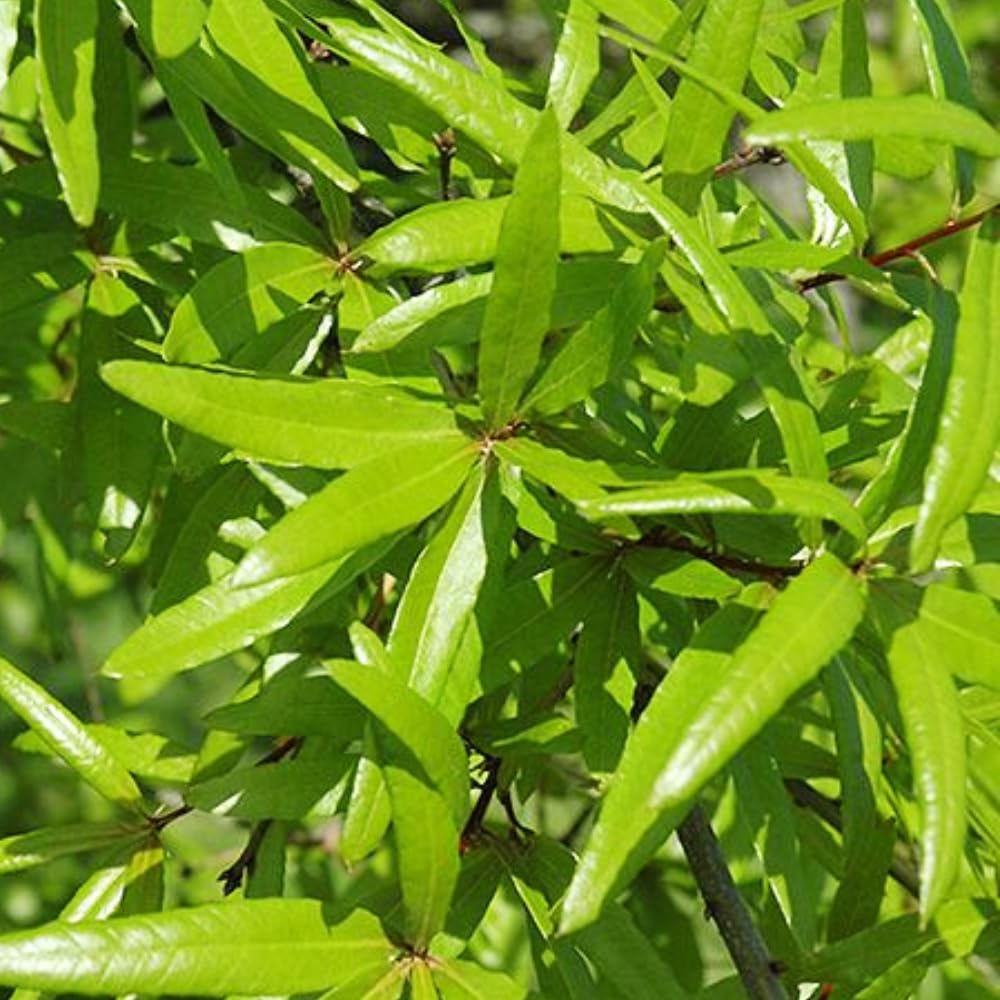 Pack 2 Willow Oak Plants Live, Oak Shades Tree from 12 to 18 Inches Height for Planting, Zones 5-9