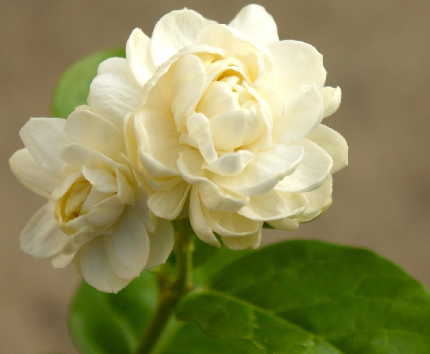 Live Plant - 4" PotGrand Duke of Tuscany JasmineJasminum Sambac