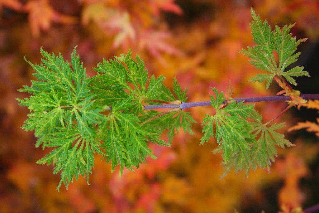 Green Snowflake Dwarf Weeping Japanese Maple 2 - Year Live Plant