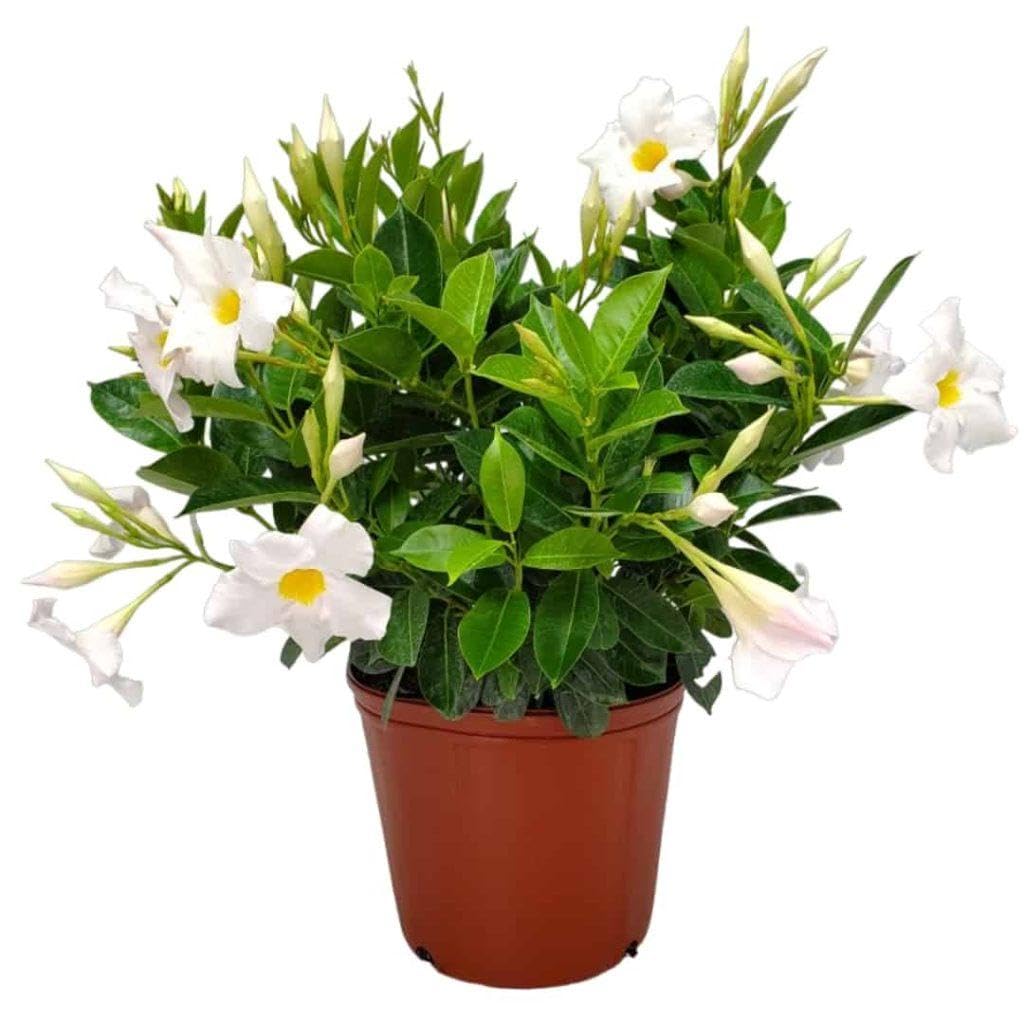 RedCrocus - White Dipladenia | Bushy & Compact | Evergreen, Blooms Late Spring to Fall | Pet-Toxic, Easy Care | Garden, Patio, Container Plant | RedCrocus 10" Pot