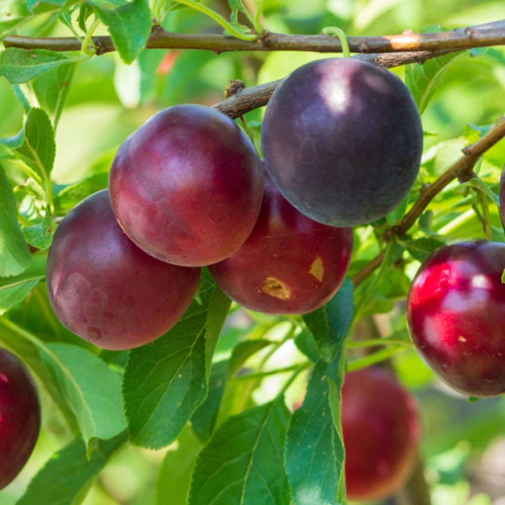 Methley Plum Tree, Grafted Sweet Plum Fruit Tree Live, 3 to 4 Ft Tall, No Ship CA