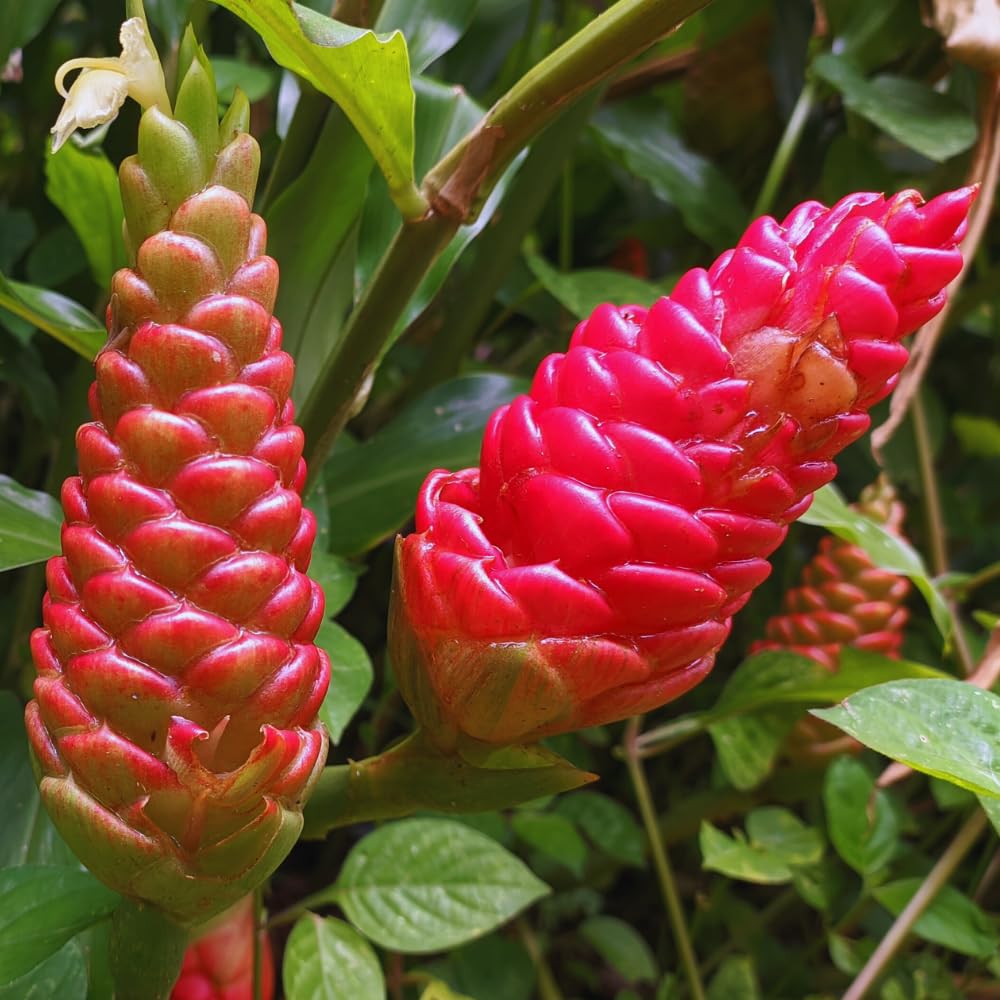 15 Shampoo Ginger Rhizomes for Planting, Awapuhi Ginger Shampoo Plant Roots, Zingiber Zerumbet Roots Garden