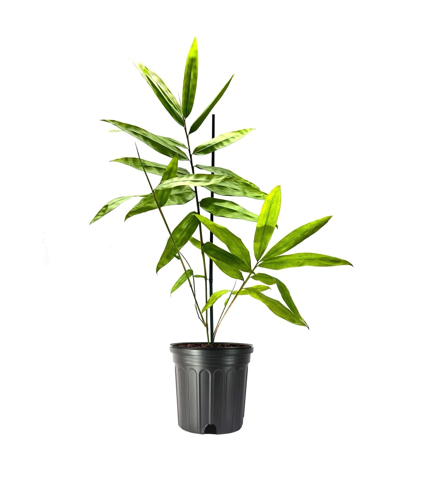 Black Bamboo | Dendrocalamus Asper Hitam | 1 Live Gallon Size Plant | Exotic Tropical Decor | Fast Growing Privacy Screen | Unique & Hardy