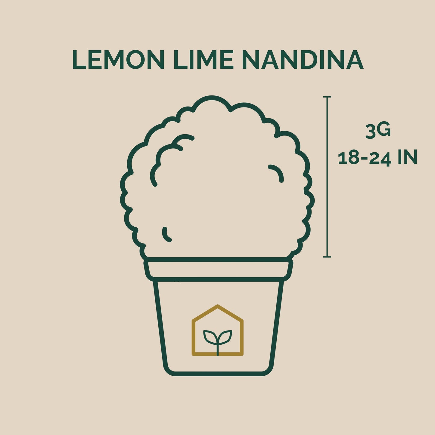 Lemon Lime Nandina 3-Gallon