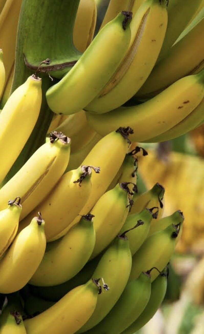 Live Plant - Grand Nain 1 Banana Tree