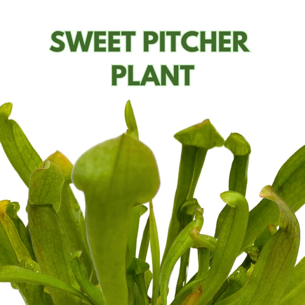 BubbleBlooms Sweet Pitcher Plant, Carnivorous Plant, Sarracenia rubra Walter pitcherplant