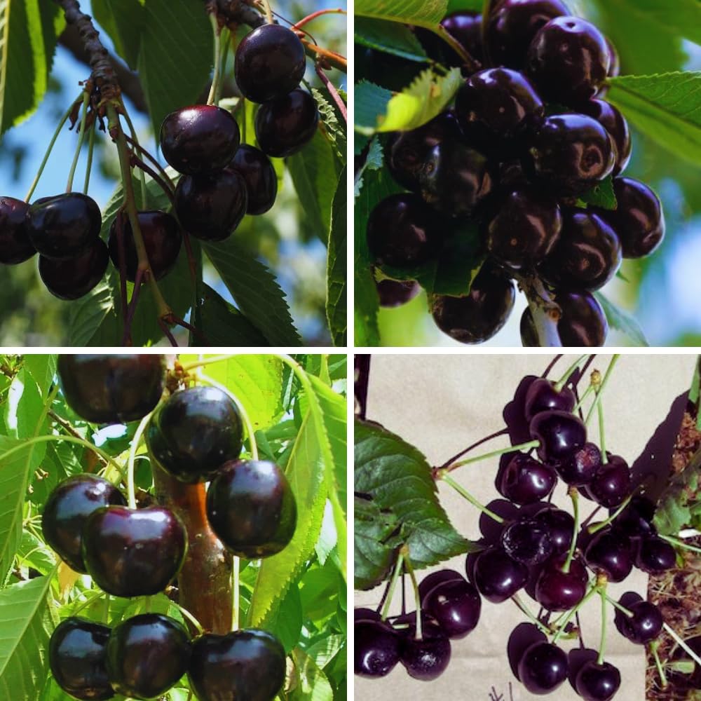 Pack 2 Black Cherry Trees Live Plants, Sweet Cherry Plant Live, Sweet Fruit Tree Plants, Wild Black Cherry Tree from 1 Feet Tall, Easy to Plant