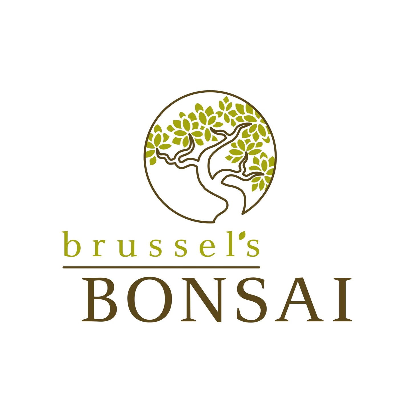 Brussel's Live Dwarf Jade Indoor Bonsai Tree - 3 Years Old; 4" to 6" Tall with Decorative Container