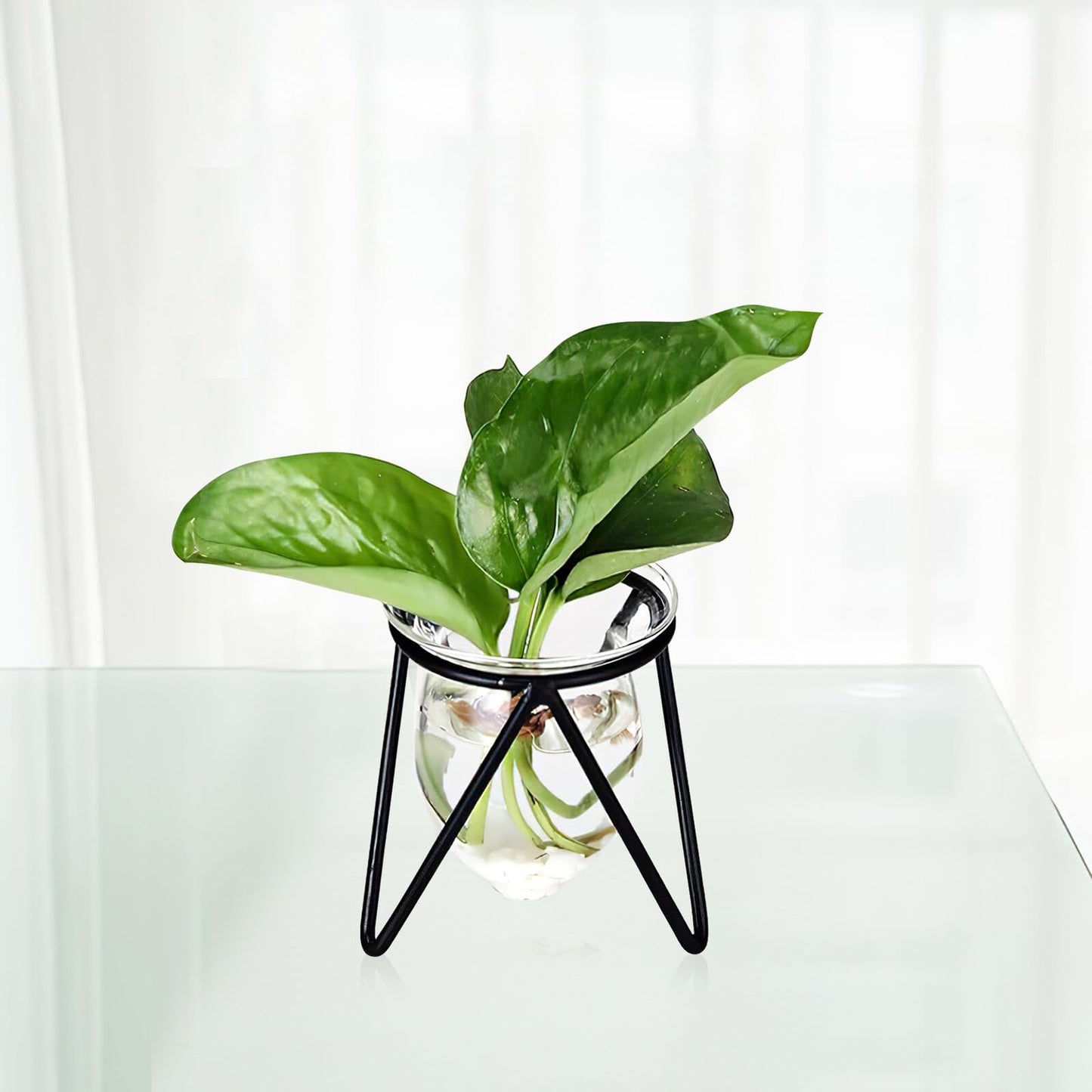 Ipetboom 6pcs Black Iron Art Hydroponic Glass Vases Small Terrarium Plant Holders for Home Decoration Desktop Water Containers