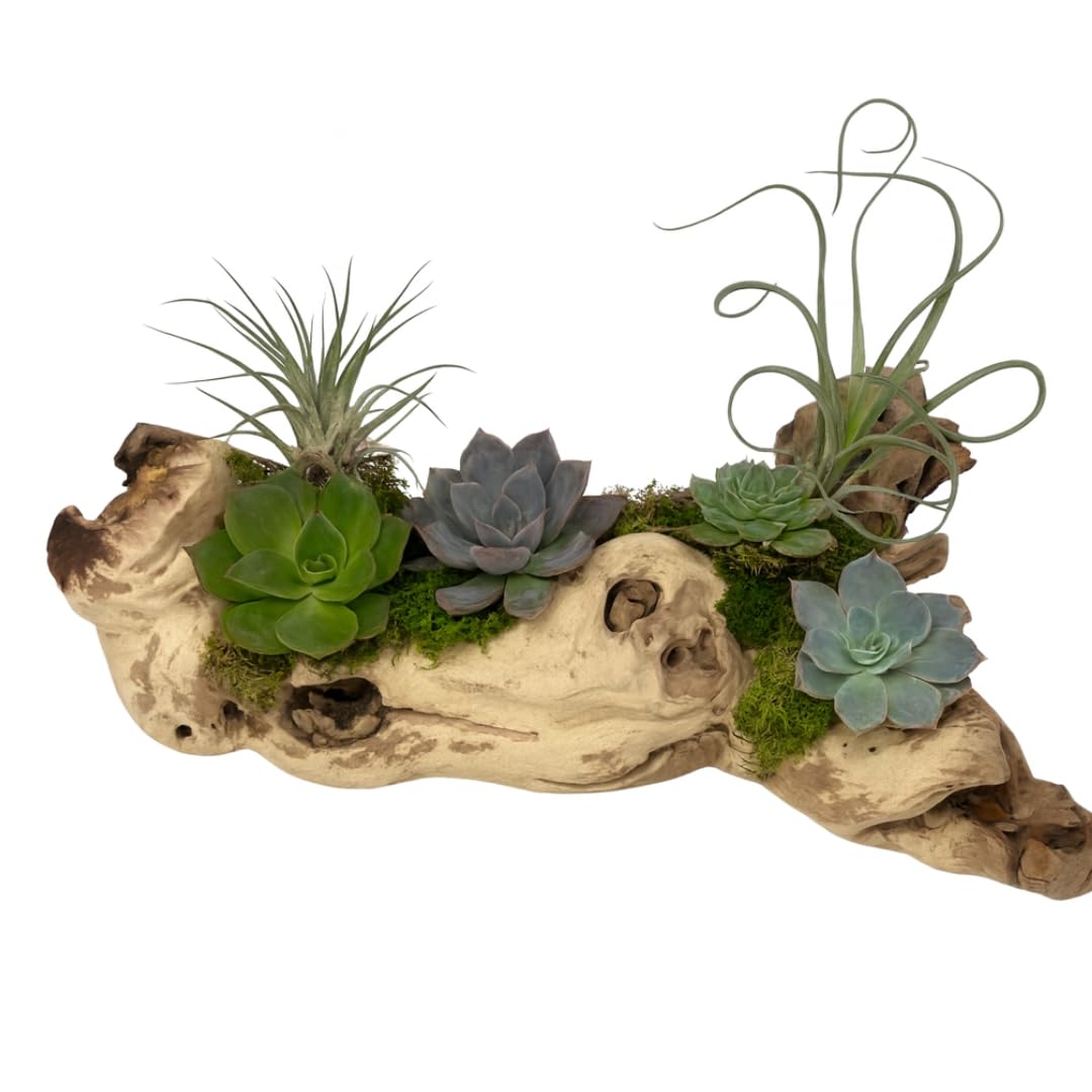 Koyal Wholesale 12" Sandblasted Grapevine Wood for Hamsters, Reptiles Terrarium, Exotic Untreated Grapewood Branch for Decoration Home Wedding DIY