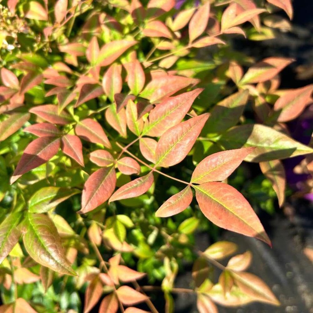 Cool Glow® Pomegranate Heavenly Bamboo, 3 Gallon