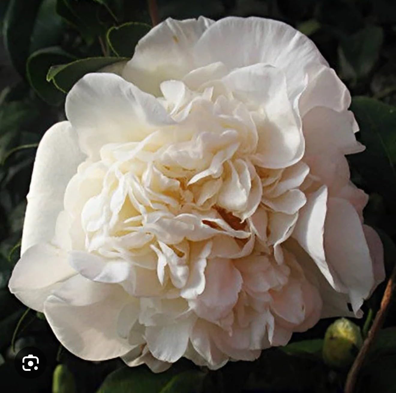 Live Plant - Fifth Avenuecamellia Japonica-Live Starter Plant