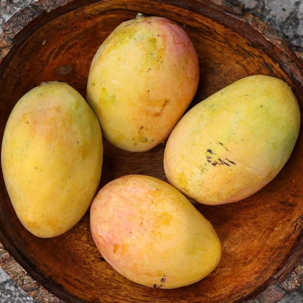 Ice Cream Mango Plant, Mango Trees Live Plants, Tropical Fruit Tree for Outdoor Planting 2-3 Feet Tall in 3 Gallon