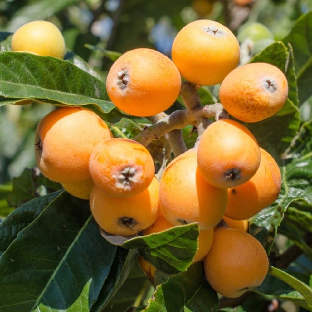 Loquat Tree Live Plant in 4" Pot, 5-9 Inch Tall Fruit Tree Seedling, Hardy Loquat Plant for Outdoor Growing