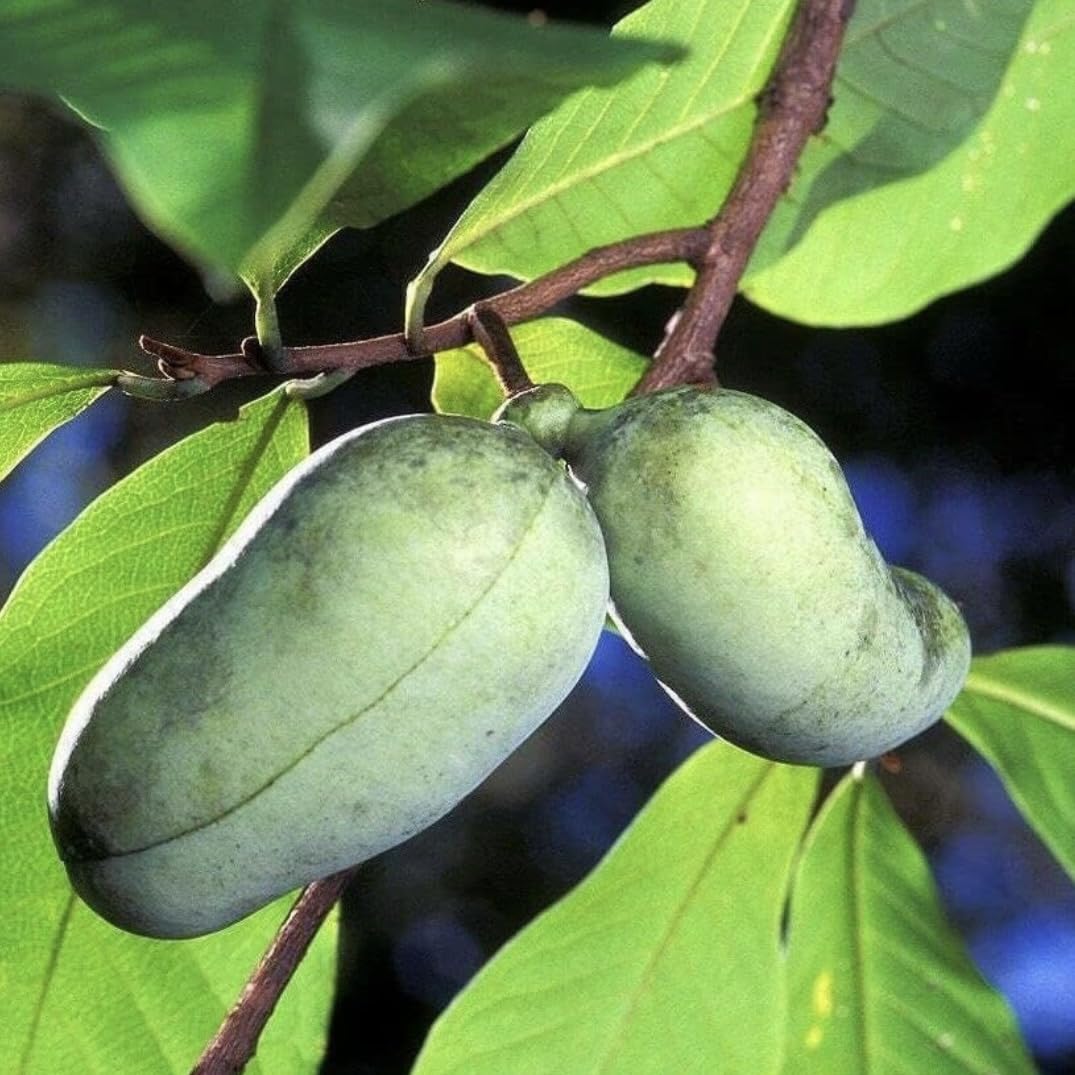 3 Paw Paw Trees - 6-12" Tall Seedlings - Live Plants - Rare Hardy Edible Fruit - Asimina triloba - (3 Pack)