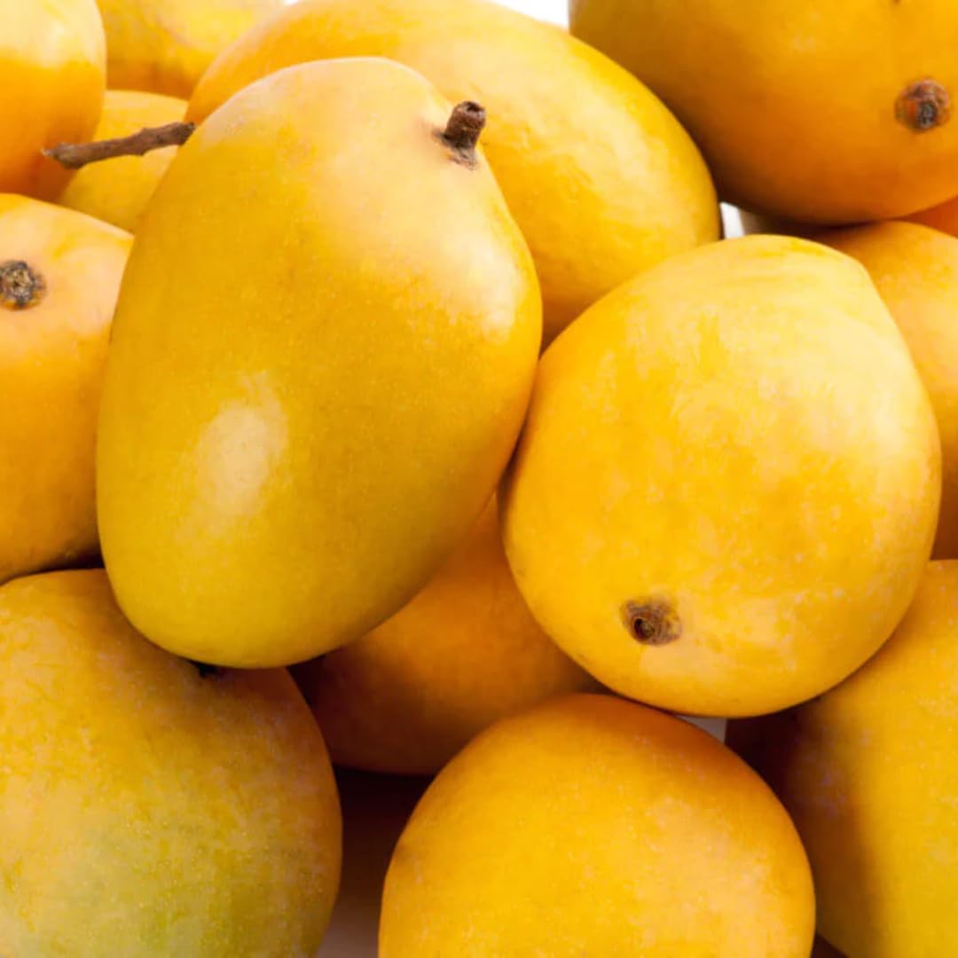 Sweet Mango Tree Live Plant, Live Yellow Mango Tree Plant, 5 to 10 Inc Tropical Trees Fruit for Growing Outside