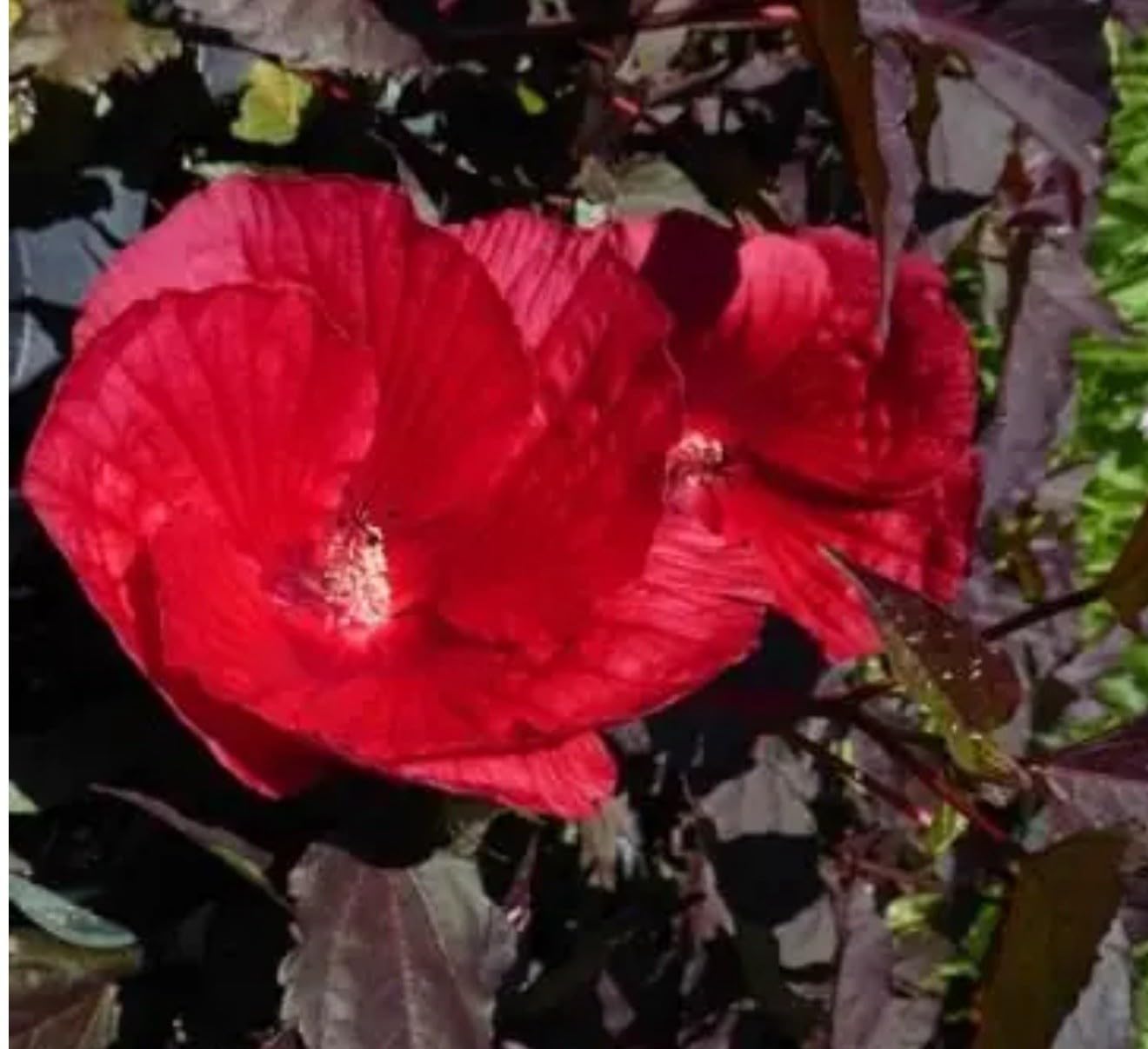 Live Plant - Mimi Hibiscus Moscheutos-Small Rooted Starter Plant-Huge 6-8”Blooms