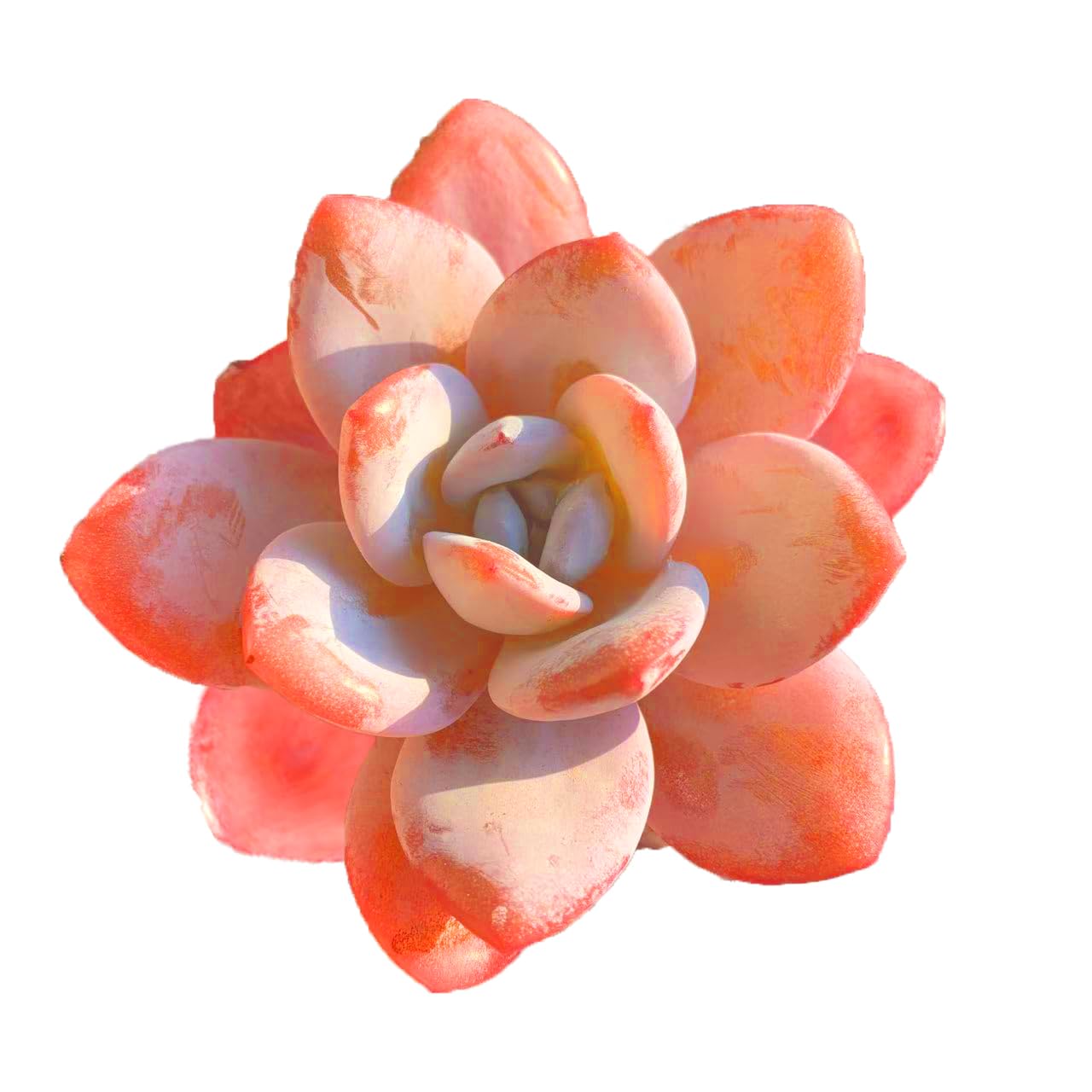FWPP Live Succulents Plants Echeveria Laui 2.5 inches,Rare red Succulents Bare Root Without Pot Soil, Live Plants Indoor Office Decoration Wedding and Gift