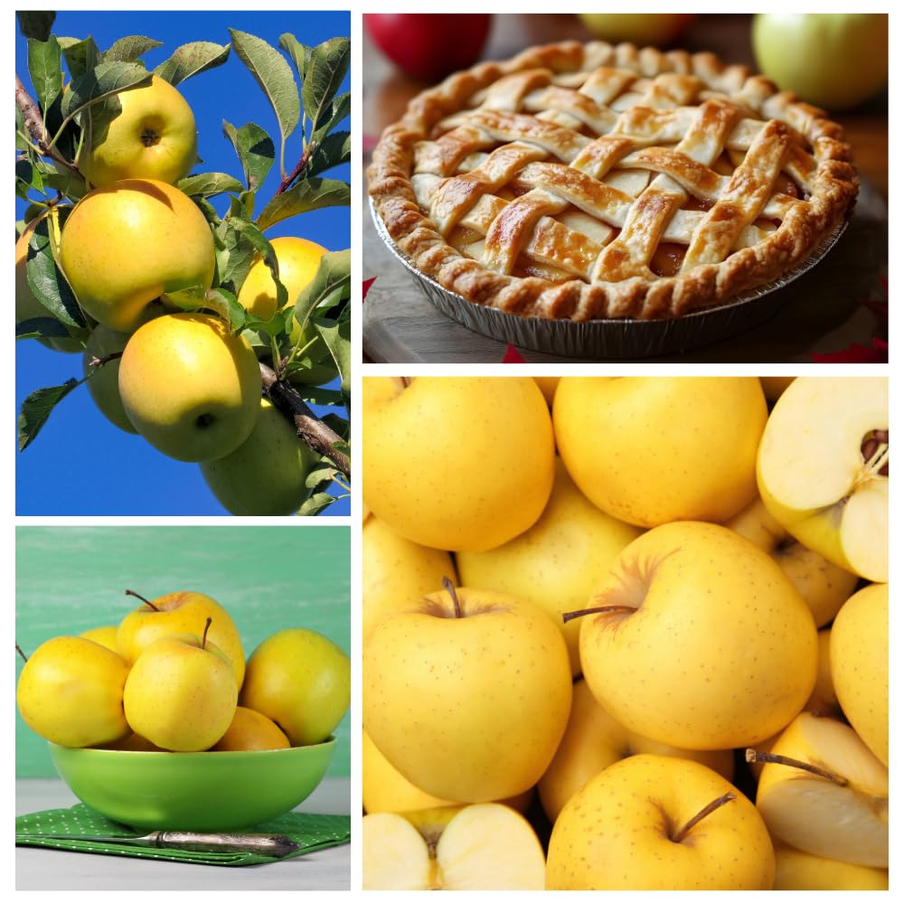 Golden Delicious Apple Trees Live Plants, Apple Tree, Well Rooted, 3 Feet, 3 Gallon Pot, Sweet Fruit Tree for Edible Garden, No Ship to CA