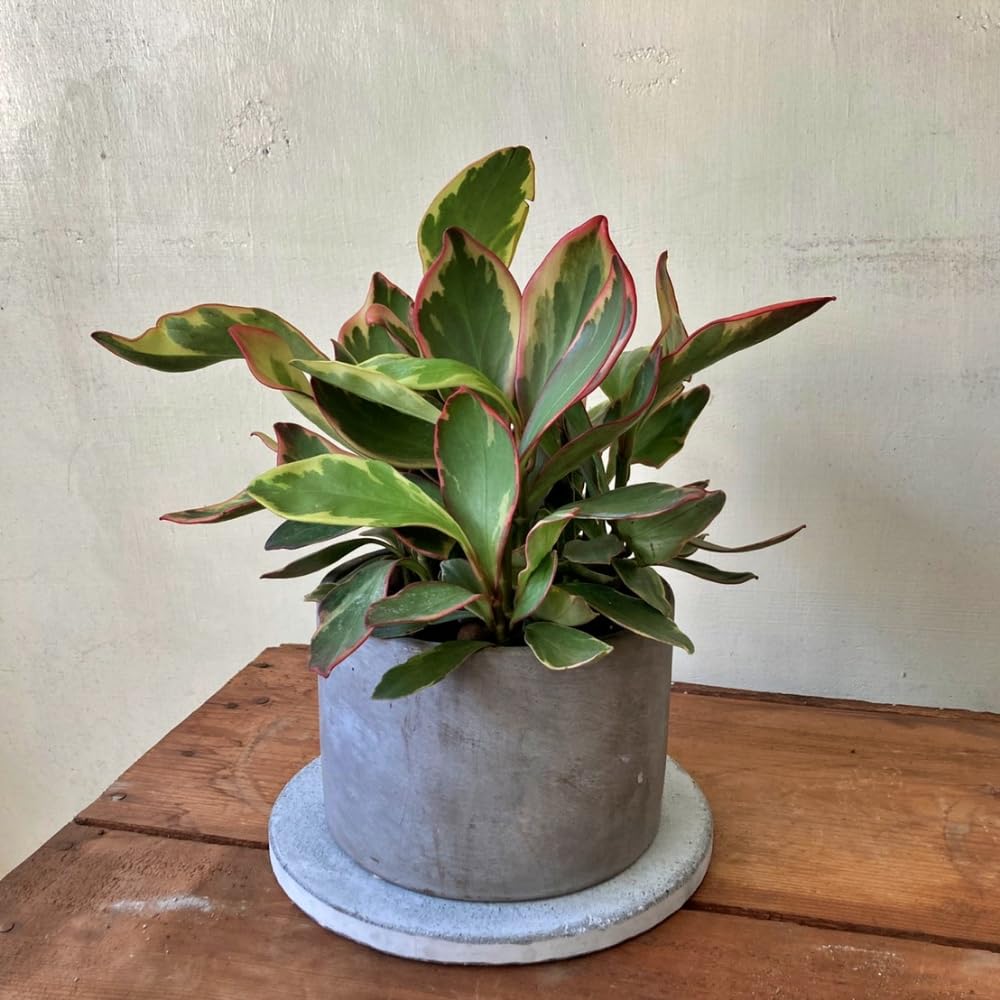 Peperomia Rainbow Plant Live, Variegated Foliage Indoor Houseplant, 4-7 Inches in Height, 3.5 Inch Pot for Planting
