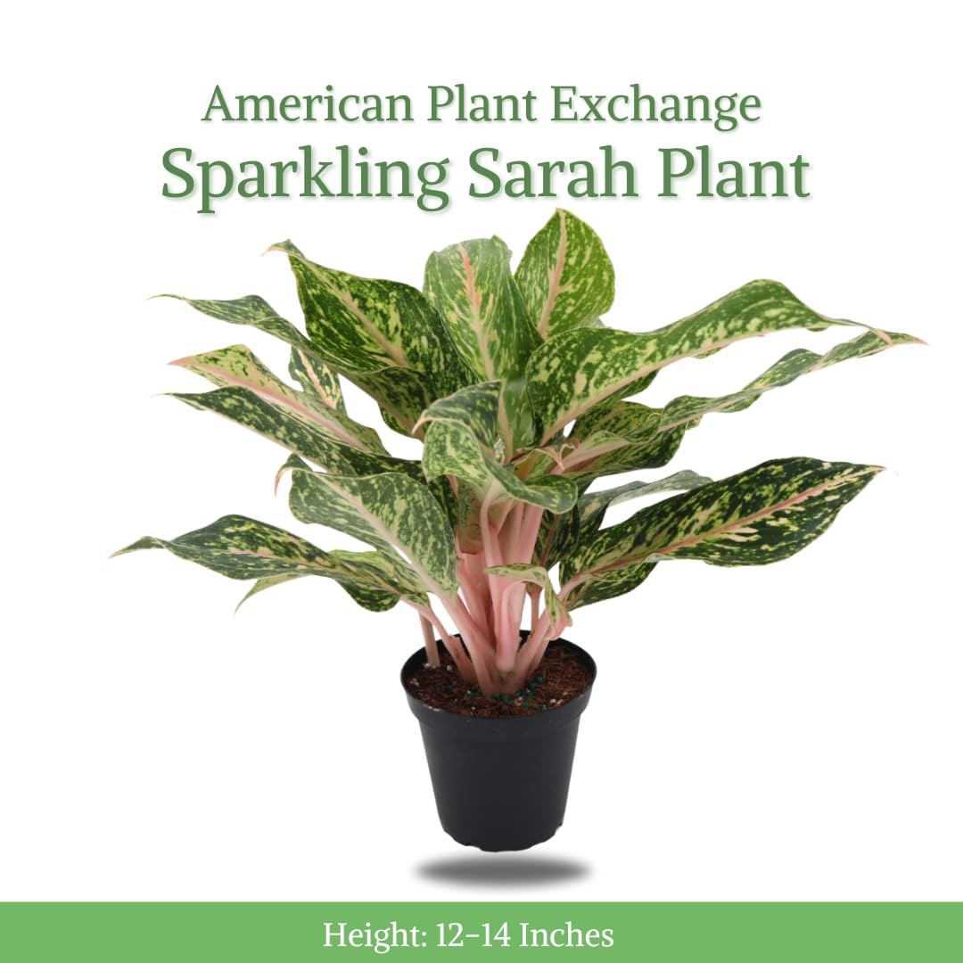 American Plant Exchange Aglaonema Sparkling Sarah – 6-Inch Pot – Live Air Purifying Chinese Evergreen Plant, Variegated Easy Care Foliage for Stylish Home or Office Decor