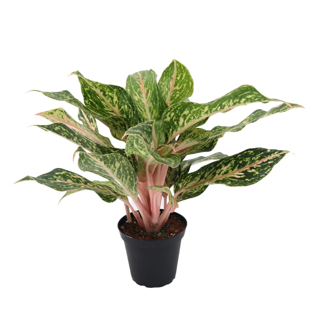 American Plant Exchange Aglaonema Sparkling Sarah – 6-Inch Pot – Live Air Purifying Chinese Evergreen Plant, Variegated Easy Care Foliage for Stylish Home or Office Decor