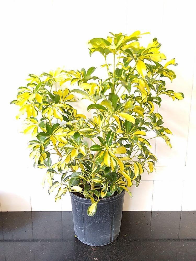 RedCrocus - RedCrocus Trinette Umbrella Plant Schefflera arboricola Variegated Indoor Outdoor Foliage Decor 10" Pot