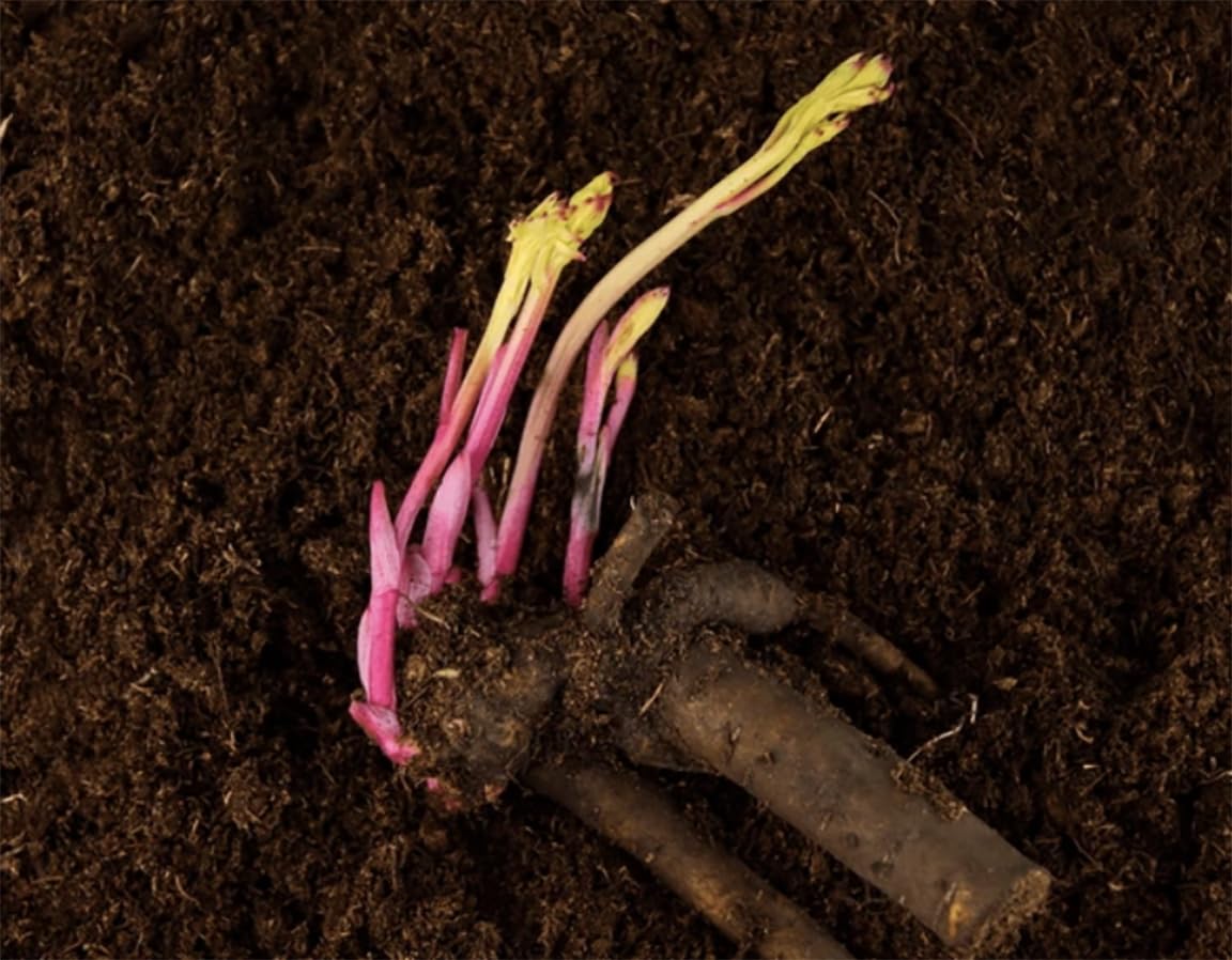 Top Brass Double White Peony - Live Peonies Bulbs for Planting | Bare Root Peony Plant