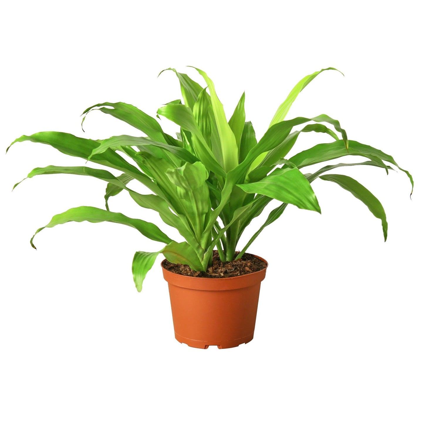 5 Pack Dracaena 'Lime Light' in 6in Pot - Live Plants Tropical Houseplants | Variegated | USA Growers | The Snobby Leaf
