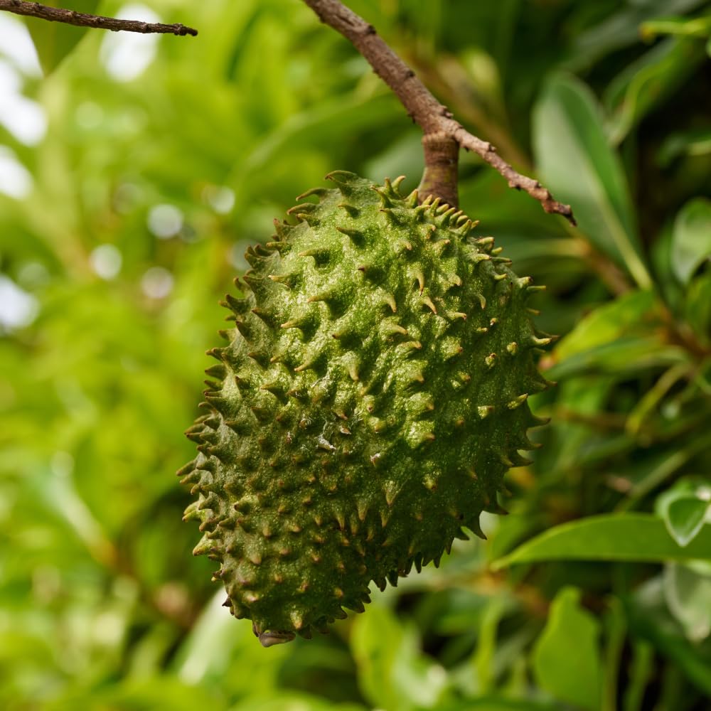 Soursop Tree Plant Live, Well Rooted Sweet Soursop Fruit Plants, Annona Muricata Soursop Tree, Container and Garden Growing