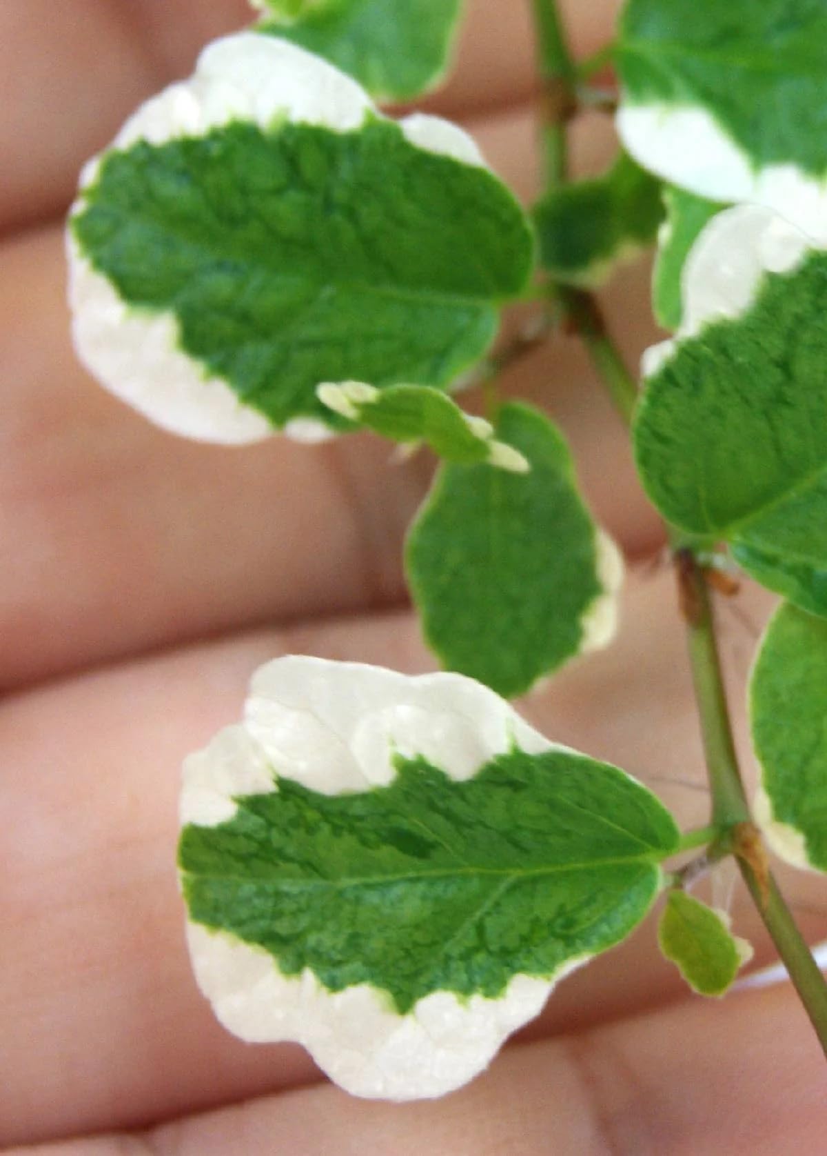 Josh's Frogs Ficus pumila Variegata 'Creeping Fig'