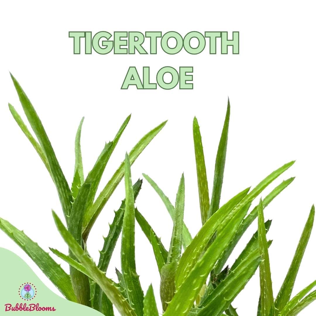 BubbleBlooms Tiger Tooth Aloe in a 4 inch Pot juvenna