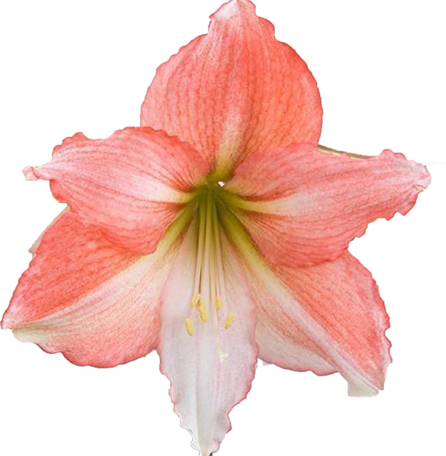 UtopiaSeeds Tinkerbell Amaryllis Bulb - Peach Amaryllis - One Large Bare Root Bulb