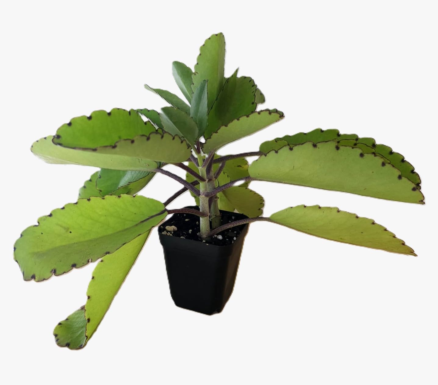 2 Medicinal Kalanchoe Pinnata, Bryophyllum pinnatum, Leaf of Life, Cathedral Bells, Miracle Leaf, Life Plant, Goethe Plant in 2.7" Pot